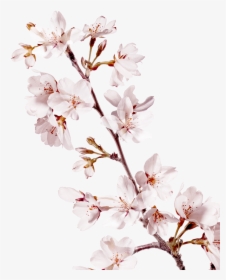 Cherry Blossom Png Real, Transparent Png, Free Download