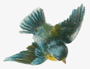 Vintage Bird Drawing - Blue Bird Birthday Card, HD Png Download, Free Download