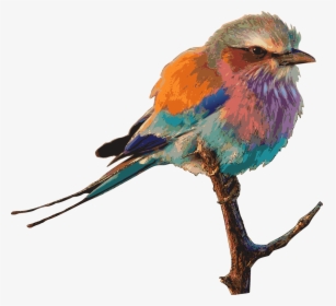 Beautiful Colourful Birds, HD Png Download, Free Download