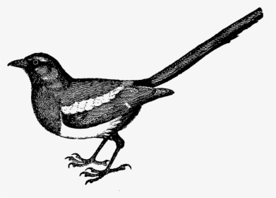 Bird,beak,clip Book,perching Bird - Vintage Bird Drawing Png, Transparent Png, Free Download