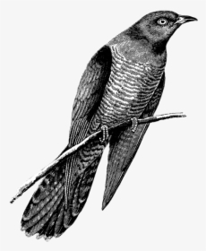 Cuckoo Drawing Black And White - Cuckoo Black And White, HD Png Download, Free Download