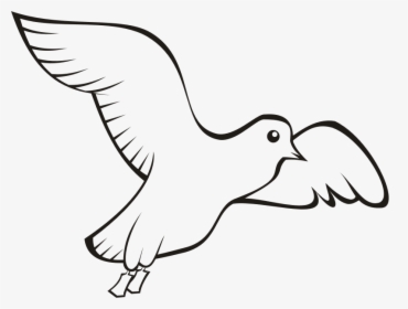 Bird Beak Domestic Pigeon Columbidae Clip Art - Bird Outline Drawing Png, Transparent Png, Free Download