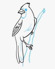Easy Cardinal Bird Drawing, HD Png Download, Free Download