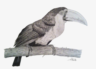Tropical Bird Drawing - White Breasted Nuthatch, HD Png Download, Free Download