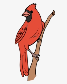 How To Draw A Cardinal Bird - Drawing Cardinal Bird, HD Png Download, Free Download