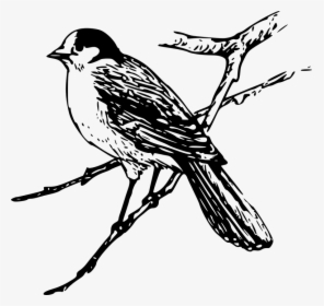 Bird Branch Wings - Maya Clipart Black And White, HD Png Download, Free Download