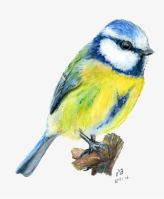 Drawing Birds, HD Png Download, Free Download