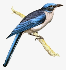Bird, Vintage, Jay, Drawing, Art, Blue, Branch - Swallow, HD Png Download, Free Download