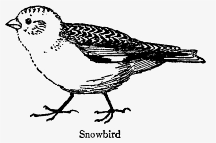 Bird Snowbird Illustration Animal Drawing Line Art - Finch, HD Png Download, Free Download