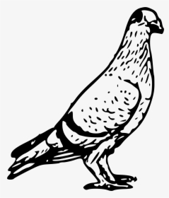 Transparent Bird Drawing Png - Pigeon Black And White, Png Download, Free Download