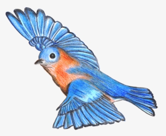Drawing, ©2016 By Hayley Nunn - Step By Step How To Draw A Blue Bird, HD Png Download, Free Download