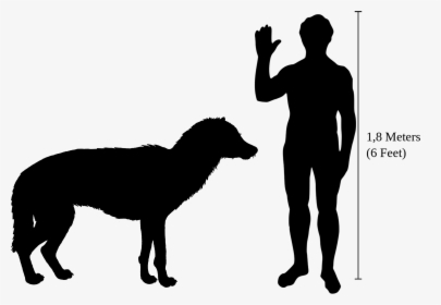 Beringian Wolf Size - Flamingo Compared To Human, HD Png Download, Free Download
