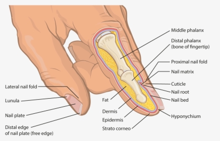 Anatomical Cross Section Of Human Finger And Fingernail - Finger Cross Section Labeled, HD Png Download, Free Download