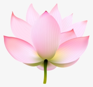 Nymphaea Nelumbo Portable Network Graphics Image Clip - Sacred Lotus, HD Png Download, Free Download