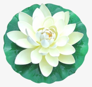 White Lotus Top View, HD Png Download, Free Download