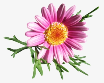 Daisy, Flower, Cut Out - Stokrotki Png Pixabay, Transparent Png, Free Download