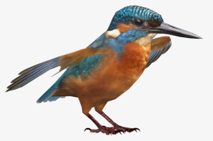 Bird - Coraciiformes, HD Png Download, Free Download