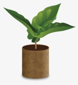 Coffee Plant Png - Coffee Grow Png, Transparent Png, Free Download