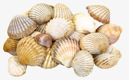 Sea Shells Transparent Image - Shells Transparent, HD Png Download, Free Download