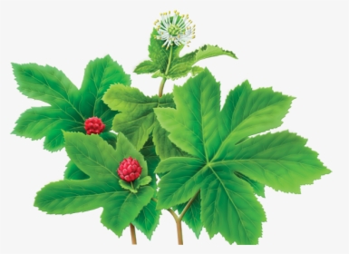 Goldenseal - Yellow Root Prices 2018, HD Png Download, Free Download