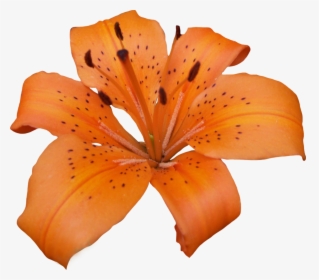 Transparent Lily Png - Lilly Png, Png Download, Free Download
