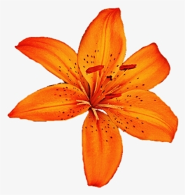 Clip Art Orange Tiger Lily - Orange Lily Clipart, HD Png Download, Free Download