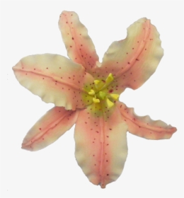 Transparent Tiger Lily Png - Tiger Lily, Png Download, Free Download