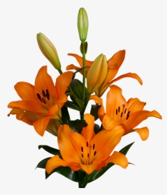Flower Tiger Lily Png, Transparent Png, Free Download