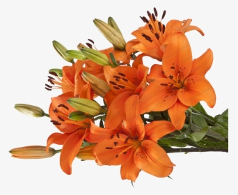 Transparent Tiger Lily Png - Asiatic Lily Transparent Png, Png Download, Free Download