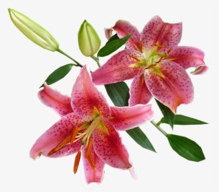 Lilies, Pink, Spring - Imagenes De Flores Vectoriales Con Fondo Transparente, HD Png Download, Free Download