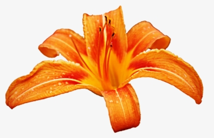Orange Lily Clipart - Tiger Lily Flower Clip Art, HD Png Download, Free Download