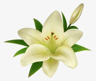 White Lily Flower On A Transparent Background - Lily Flower Images Png, Png Download, Free Download