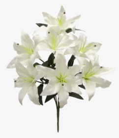 22 - Lily, HD Png Download, Free Download