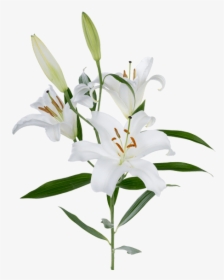 Lily Transparent One White - White Oriental Lily Flower, HD Png Download, Free Download