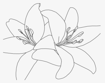 Tiger Lilies Drawing At Getdrawings - Drawing, HD Png Download, Free Download