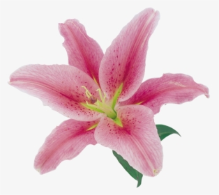 Clip Art Flores Naturales Natural Flowers - Pink Lily Transparent Background, HD Png Download, Free Download