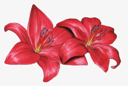 Transparent Lily Png - Flower Lily Drawing Color, Png Download, Free Download