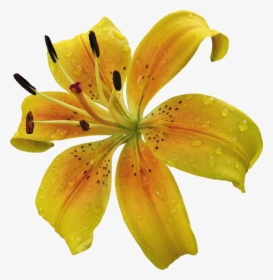Yellow Lily Flower Png , Png Download - Yellow Lily Flower Png, Transparent Png, Free Download
