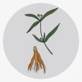 Brazilian Ginseng - Illustration - Suma Root Vector, HD Png Download, Free Download