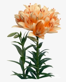 Lilies Flower Clip Art - Makhla Sac A Dos, HD Png Download, Free Download