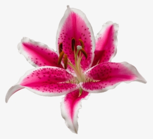 Tiger Lily, HD Png Download, Free Download