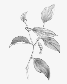 Black Pepper Plant Images Black And White, HD Png Download, Free Download