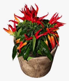 Chili Sharp Red Free Picture - Chili Pepper, HD Png Download, Free Download