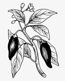 Capsicum, Chilli, Pepper, Plant, Branch - Chili Pepper Plant Drawing, HD Png Download, Free Download