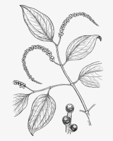 Transparent Pepper Clipart Black And White - Piper Nigrum Plant Drawing, HD Png Download, Free Download