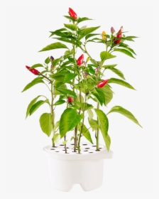 Click And Grow Chili Pepper, HD Png Download, Free Download