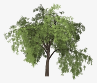 Pepper, Tree, Painted Tree, Green, Nature, Plant - Pimiento Arbol Png, Transparent Png, Free Download