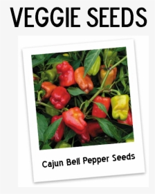 Cajun Belle Pepper Plant, HD Png Download, Free Download
