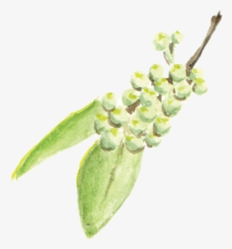 File - 花椒sichuanpepper - Orchid, HD Png Download, Free Download
