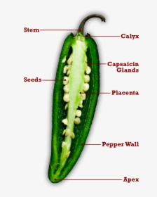 Longitudinal Section Of Chilli, HD Png Download, Free Download